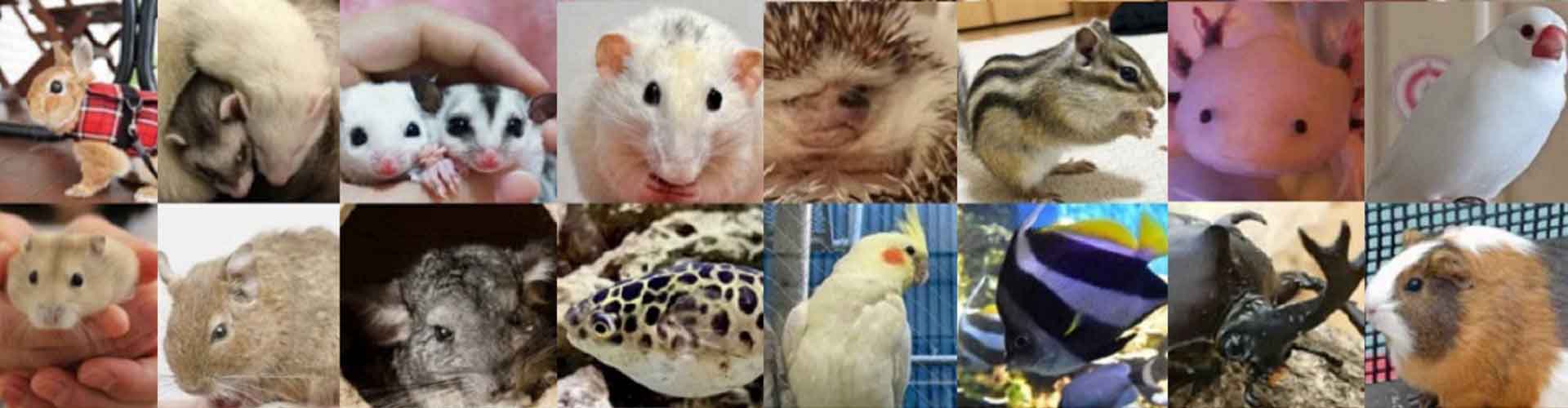 一人暮らしや子どもでもOK！飼いやすいペットは？小動物16選を紹介！