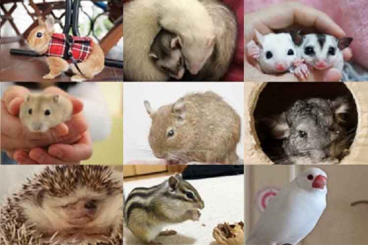 一人暮らしや子どもでもOK！飼いやすいペットは？小動物16選を紹介！